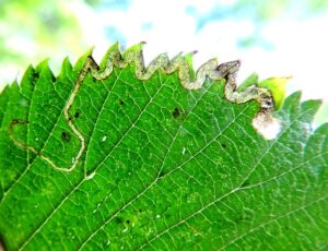 4.043 BF63 - Nepticulidae - Nepticulinae - Stigmella lemniscella