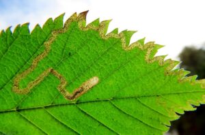 4.018 BF80 - Nepticulidae - Nepticulinae - Stigmella ulmivora