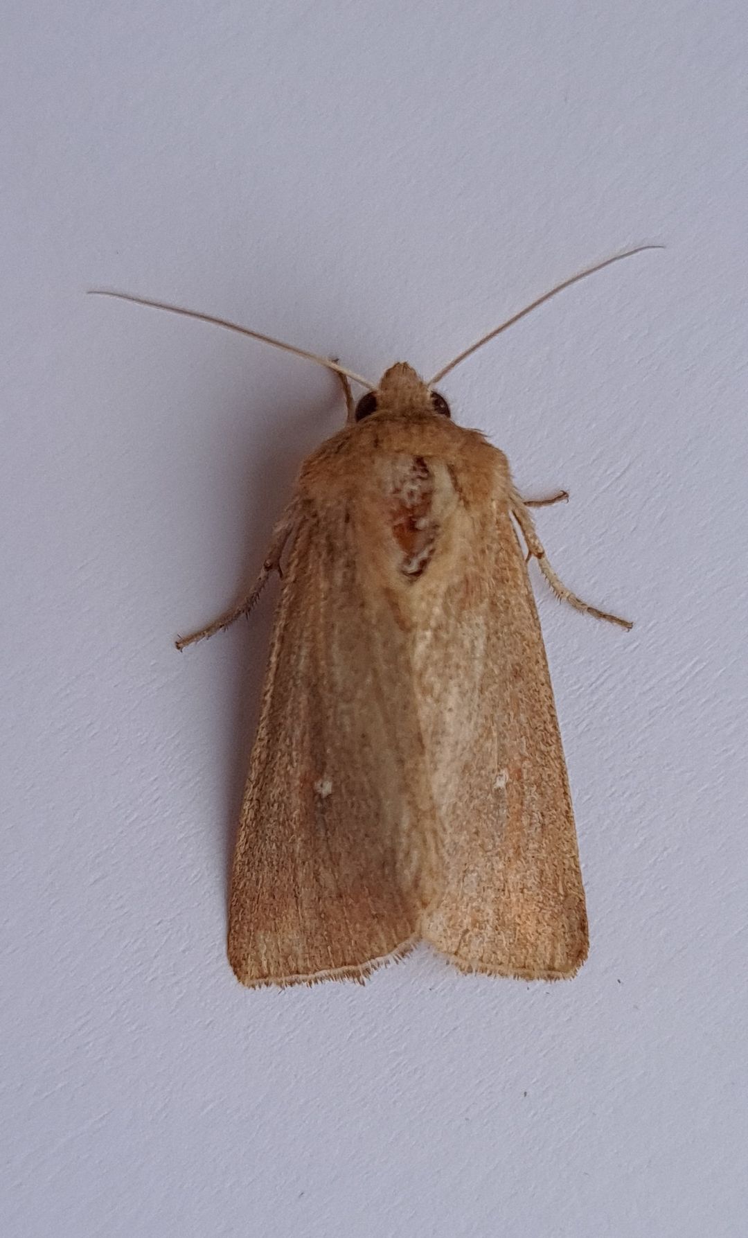 73.297 BF2194 - White-point - Noctuidae - Mythimna albipuncta