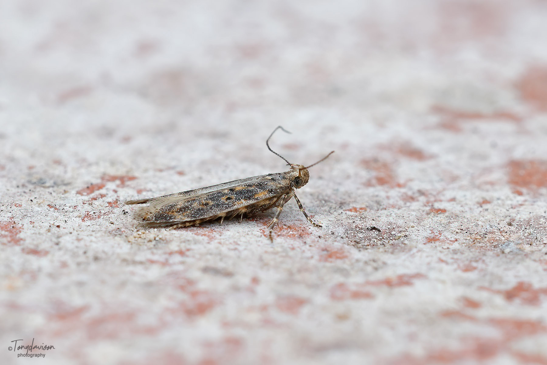 Scrobipalpa ocellatella - - Kings Newton - Tony Davison