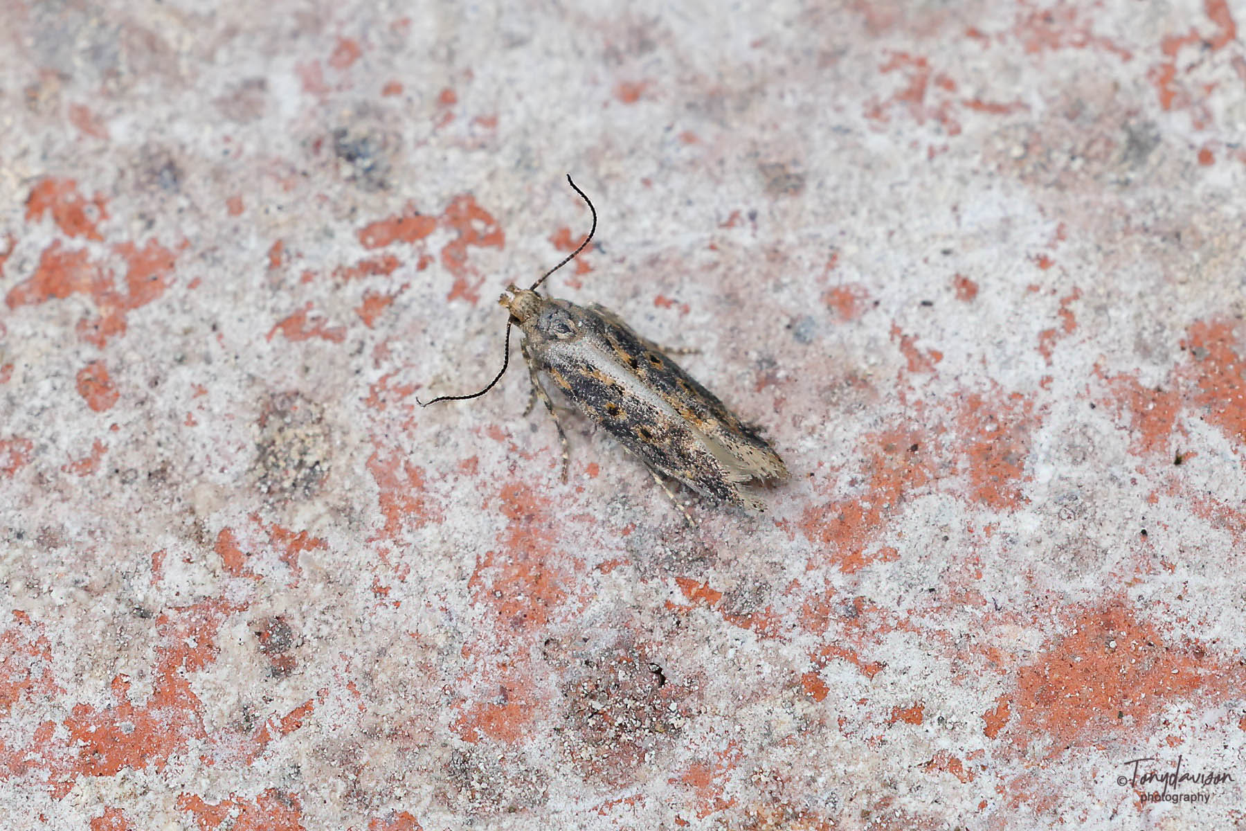 Scrobipalpa ocellatella - - Kings Newton - Tony Davison