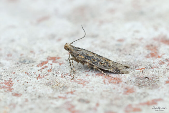 Scrobipalpa ocellatella - - Kings Newton - Tony Davison