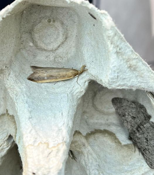 63.120 BF1328 - Crambidae - Schoenobiidae - Schoenobius gigantella