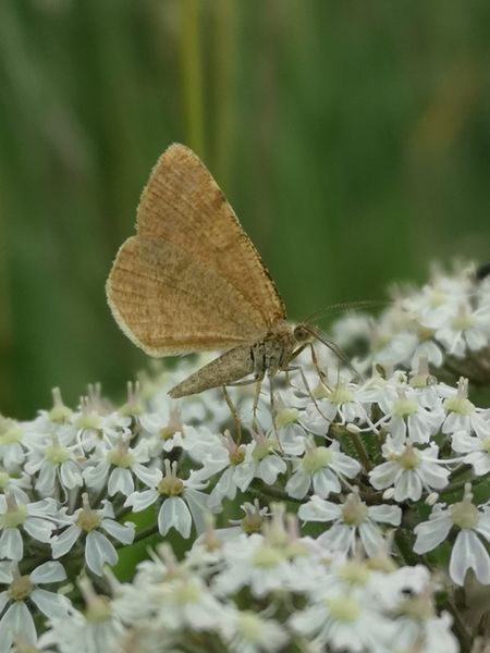 70.217 BF1896 - Rannoch Looper - Geometridae - Macaria brunneata