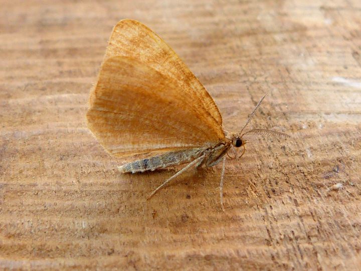 70.217 BF1896 - Rannoch Looper - Geometridae - Macaria brunneata