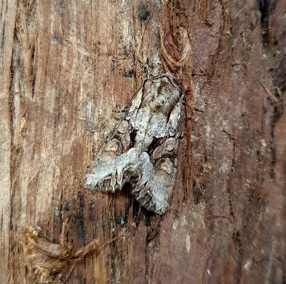73.263 BF2157 - Light Brocade - Noctuidae - Lacanobia w-latinum