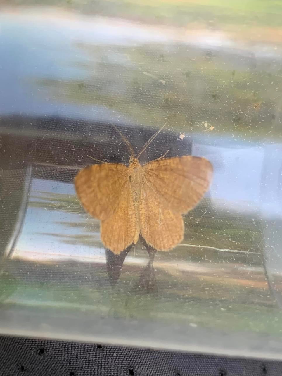 70.217 BF1896 - Rannoch Looper - Geometridae - Macaria brunneata