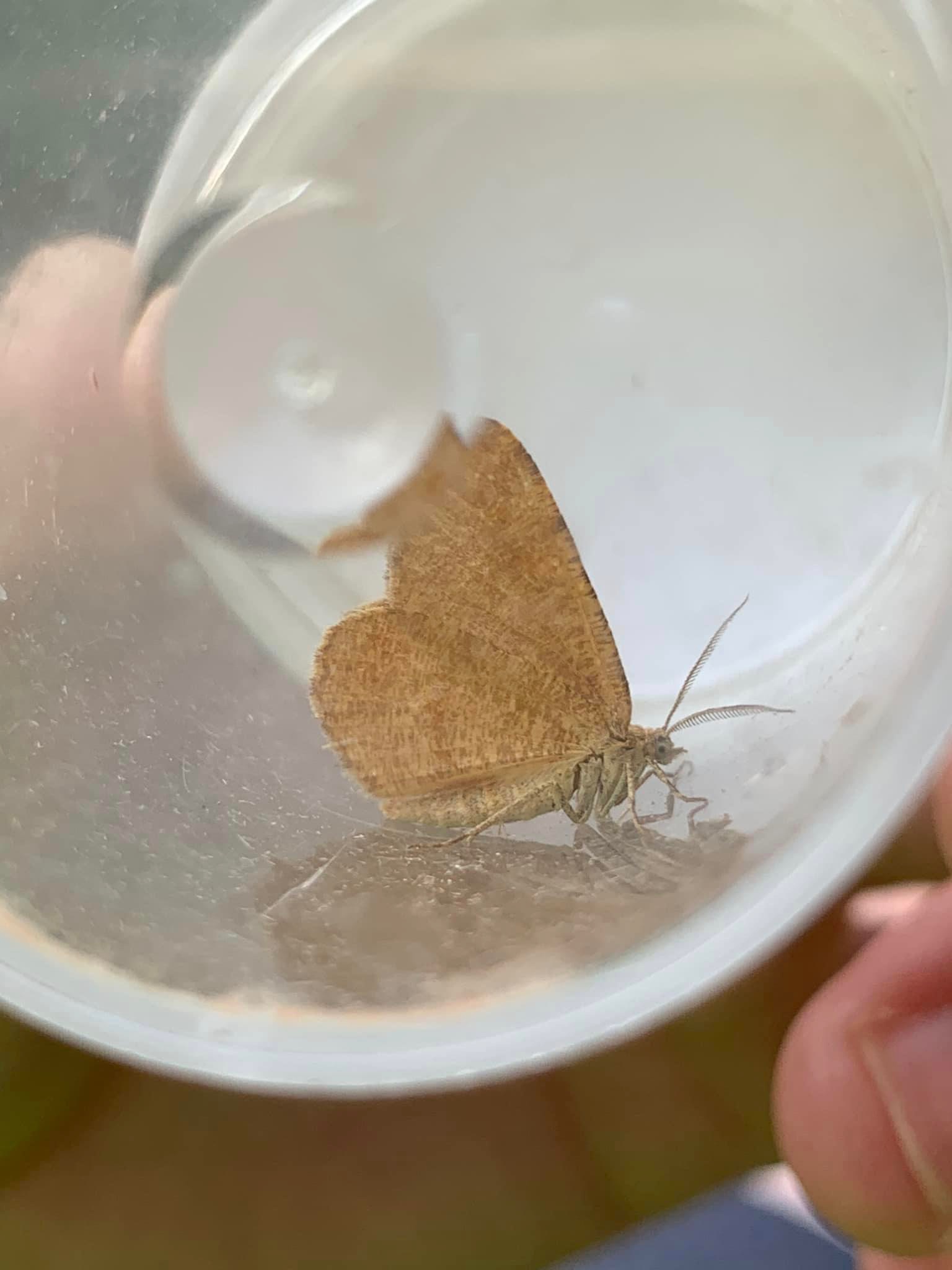 70.217 BF1896 - Rannoch Looper - Geometridae - Macaria brunneata
