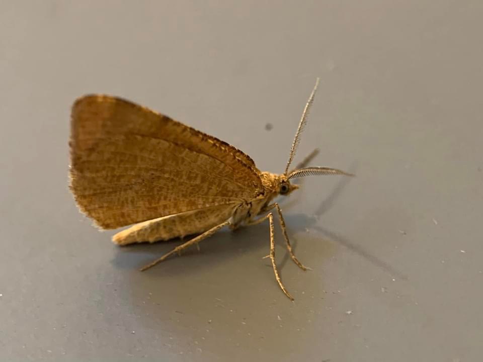 70.217 BF1896 - Rannoch Looper - Geometridae - Macaria brunneata