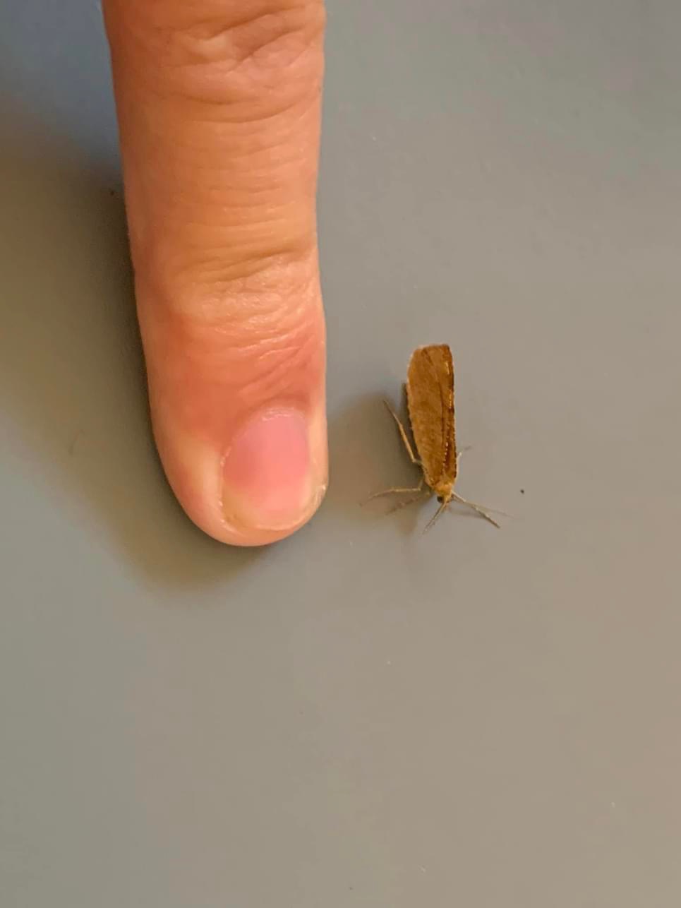 70.217 BF1896 - Rannoch Looper - Geometridae - Macaria brunneata