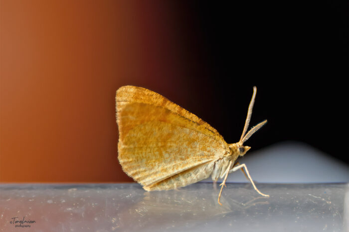 70.217 BF1896 - Rannoch Looper - Geometridae - Macaria brunneata
