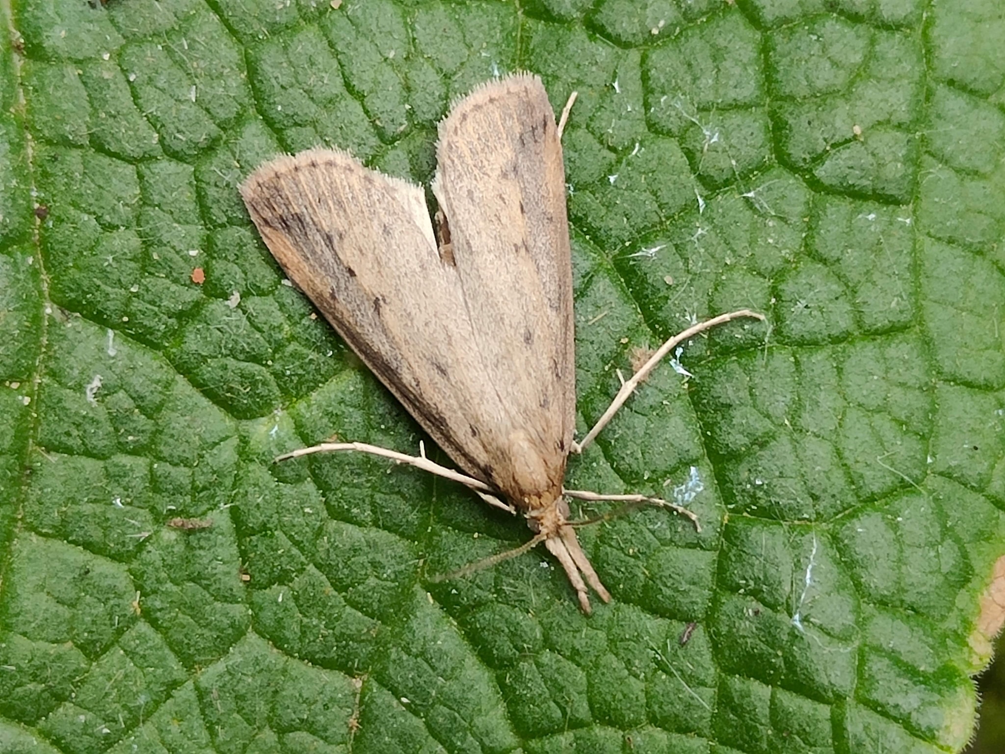 63.120 BF1328 - Crambidae - Schoenobiidae - Schoenobius gigantella