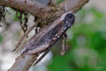 69.006 BF1976 – Privet Hawk-moth (Sphinx ligustri)