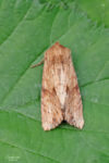Reddish Light Arches - Noctuidae - Apamea sublustris