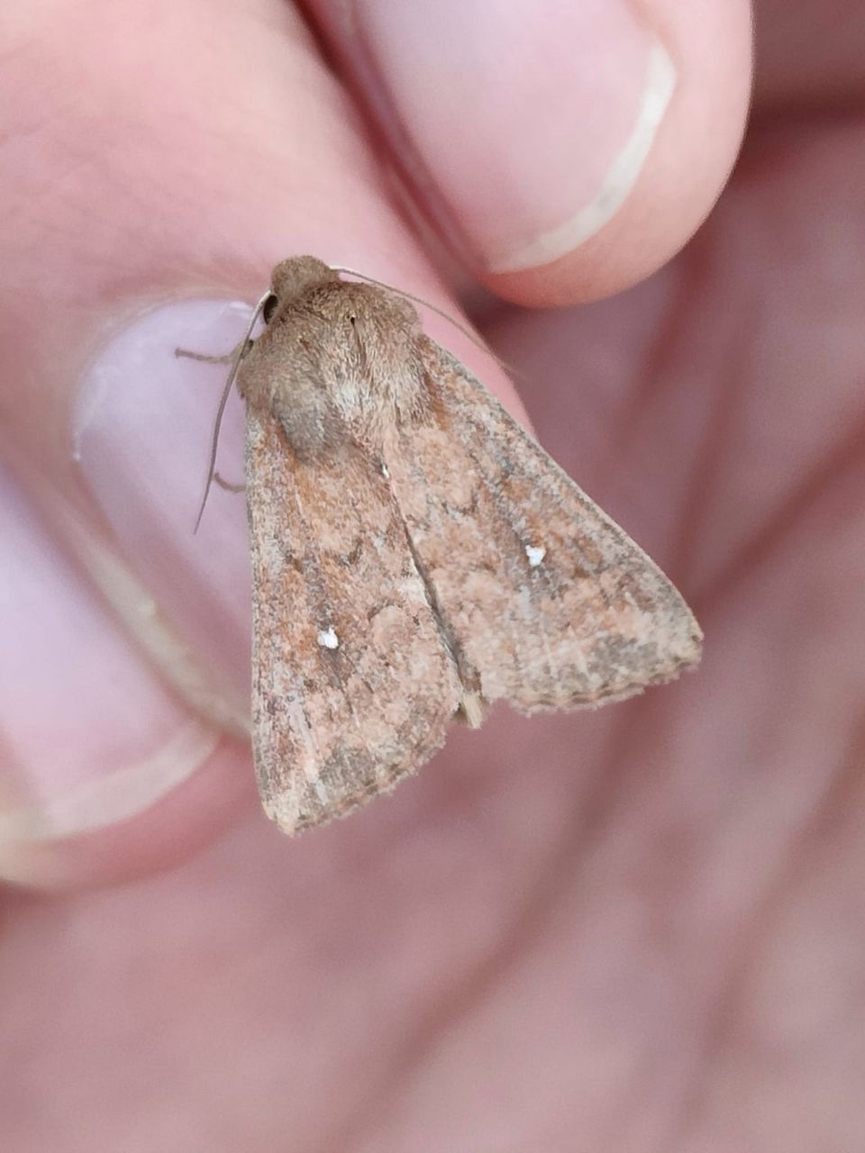 73.297 BF2194 - White-point - Noctuidae - Mythimna albipuncta