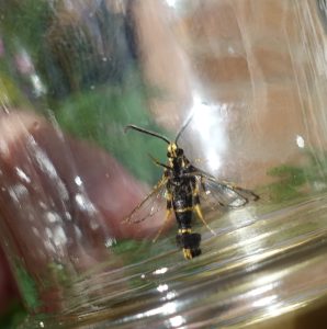 52.012 BF0374 - Yellow-legged Clearwing - Sesiidae - Synanthedon vespiformis