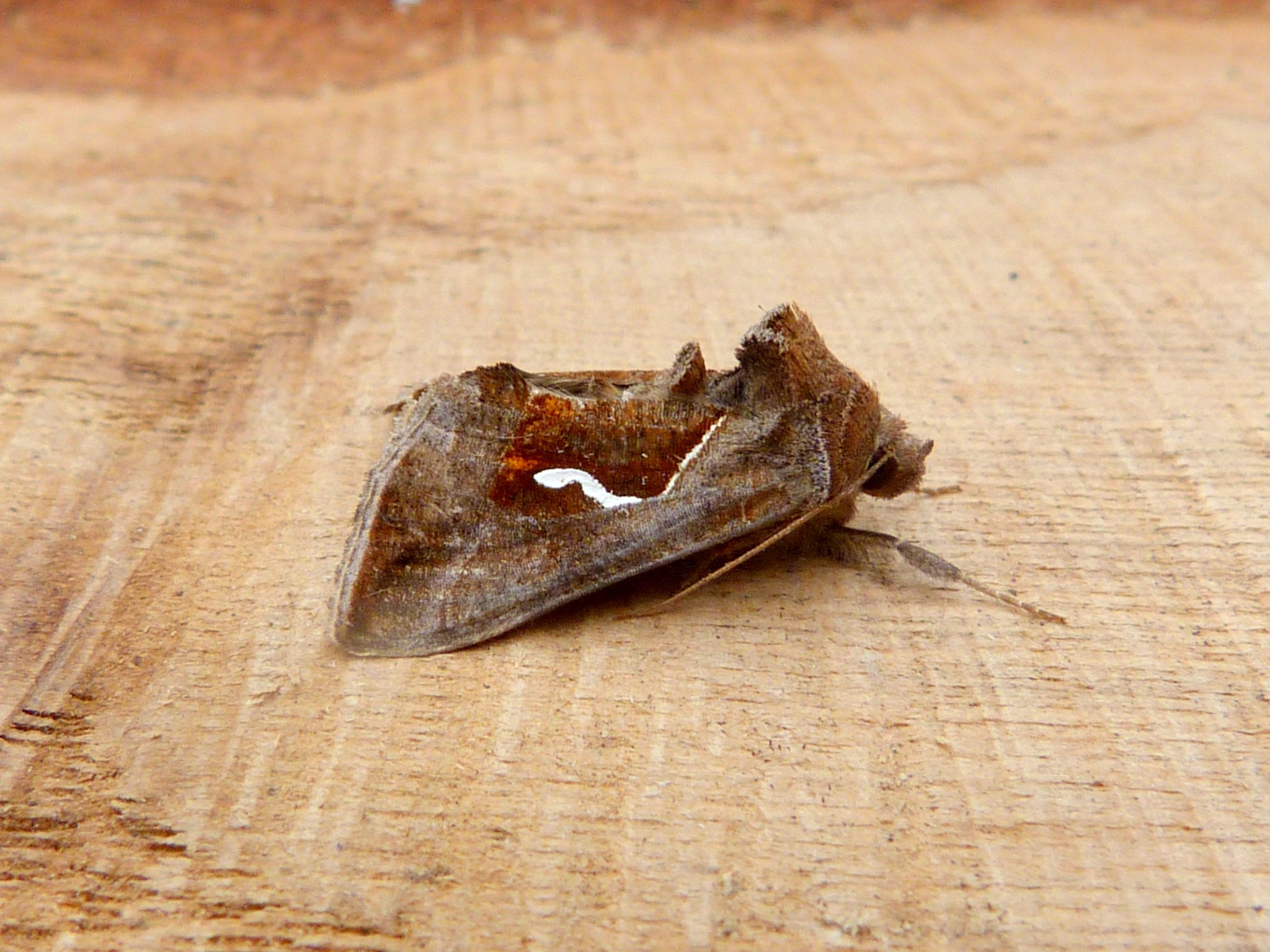 73.010 BF2436 - Dewick's Plusia - Noctuidae - Macdunnoughia confusa