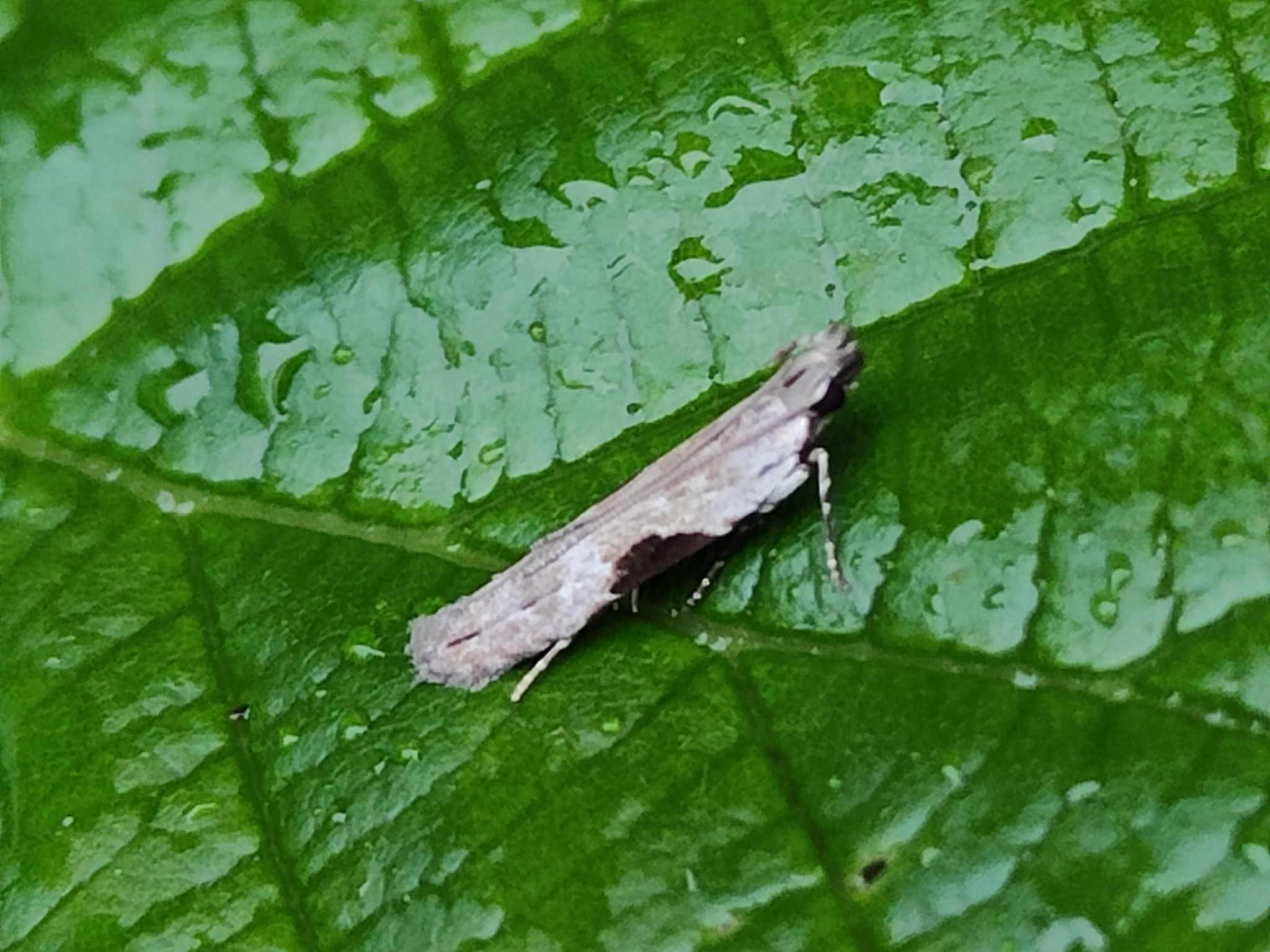 35.018 BF0858 - Gelechiidae - Anacampsinae - Hypatima rhomboidella