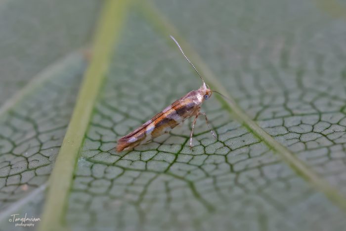 20.012 BF411 - Argyresthiidae - Argyresthia geodartella