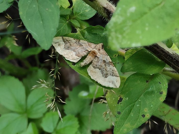 70.069 BF1749 - Dark Spinach - Geometridae - Pelurga comitata