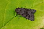 73.232 BF2231 - Deep Brown Dart - Noctuidae - Aporophyla lueneburgensis
