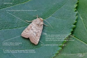 73.096 BF2381 - Uncertain - Noctuidae - Hoplodrina octogenaria