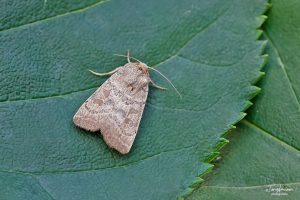 73.096 BF2381 - Uncertain - Noctuidae - Hoplodrina octogenaria