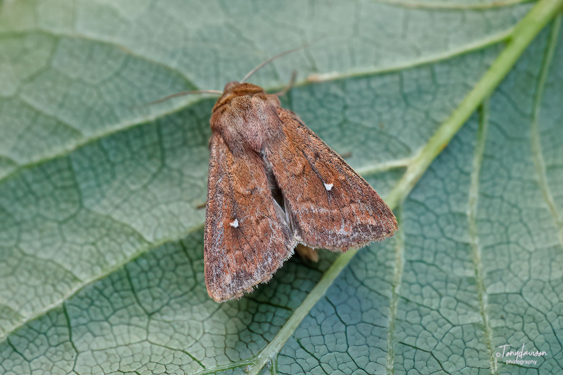 73.297 BF2194 - White-point - Noctuidae - Mythimna albipuncta