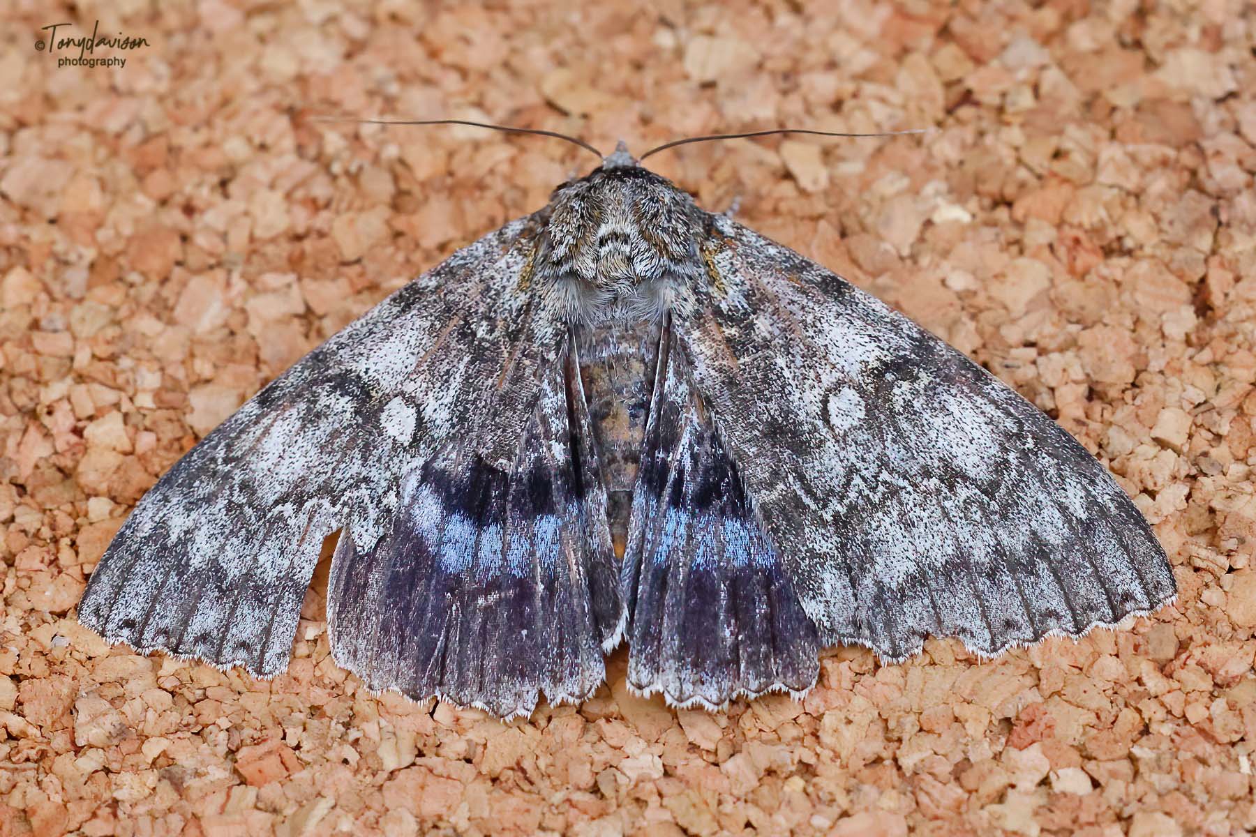 72.076 BF2451 - Clifden Nonpareil - Erebidae - Catocala fraxini