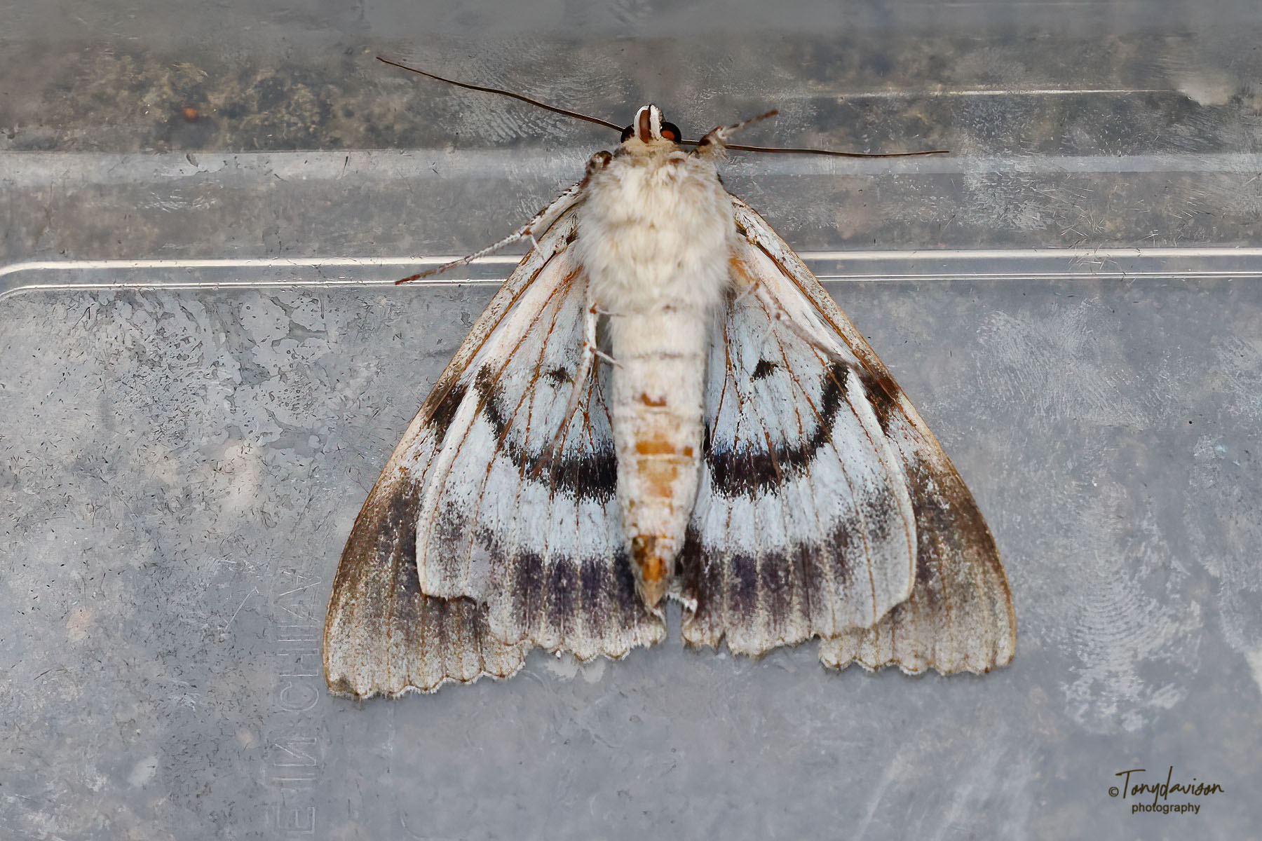 72.076 BF2451 - Clifden Nonpareil - Erebidae - Catocala fraxini