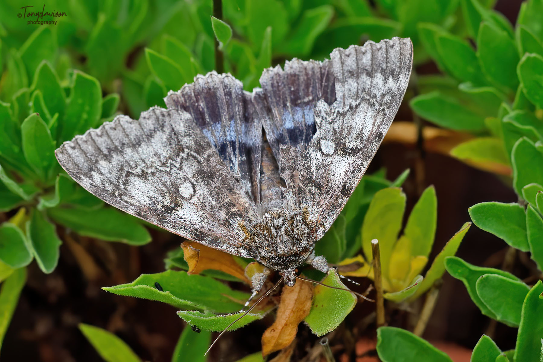 72.076 BF2451 - Clifden Nonpareil - Erebidae - Catocala fraxini