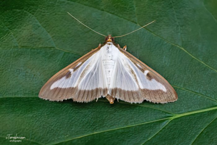 Cydalima perspectalis - Box-tree Moth- Melbourne - Tony Davison