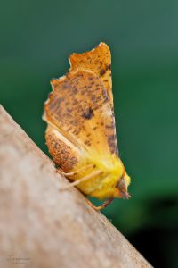 70.234 BF1913Canary-shouldered ThornEnnomos alniaria