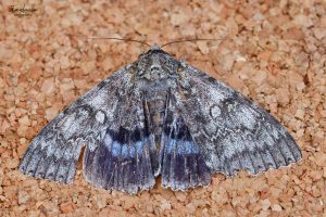 72.076 BF2451Clifden NonpareilCatocala fraxini