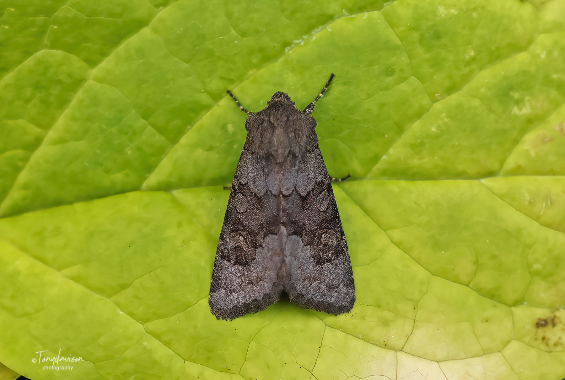 Deep Brown Dart - Noctuidae - Aporophyla lueneburgensis
