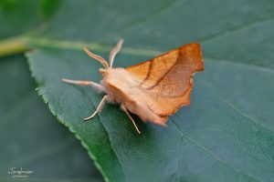 70.235 BF1914Dusky ThornEnnomos fuscantaria