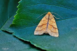 73.179 BF2271Orange SallowTiliacea citrago