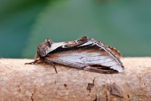 71.017 BF2007Swallow ProminentPheosia tremula