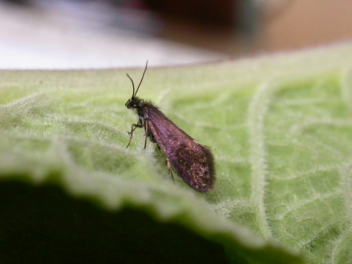 2.007 BF13 - Eriocranidae - Eriocrania semipurpurella