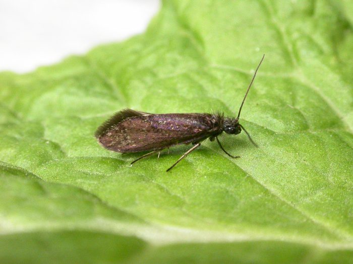 2.007 BF13 - Eriocraniidae - Eriocrania semipurpurella