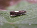 49.375 BF1234 – Regal Piecer (Pammene regiana)