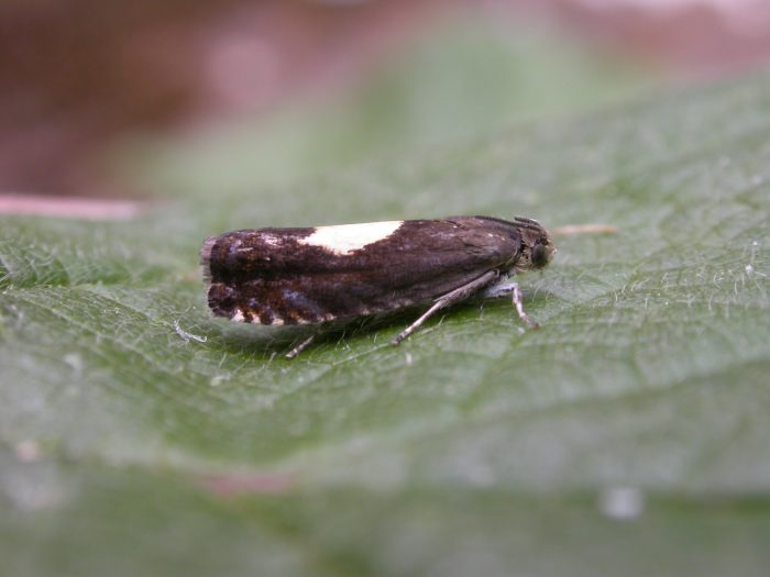 49.375 BF1234 - Tortricidae - Oletheutinae - Pammene regiana