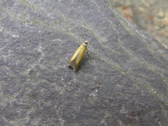 10.003 BF125 - Tischeriidae - Coptotriche marginea