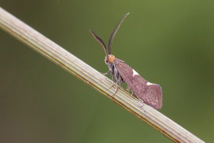 8.002 BF130 - Incurvariidae - Incurvariinae - Incurvaria masculella