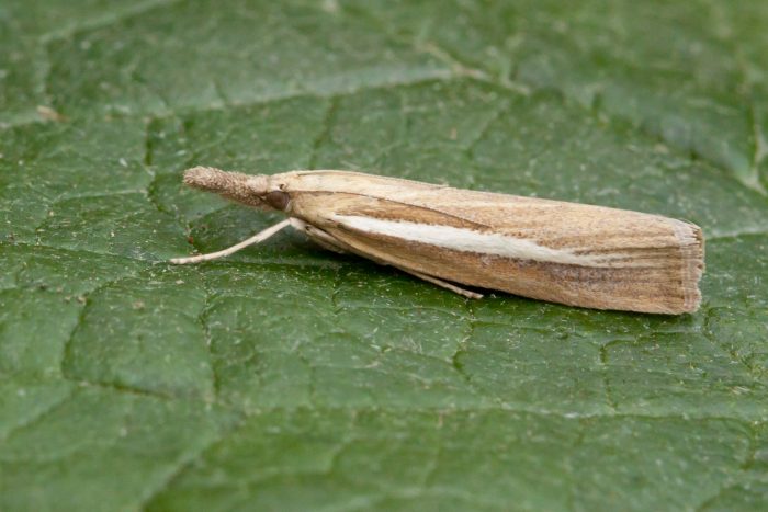 63.092 BF1303 - Crambidae - Crambinae - Agriphila selasella