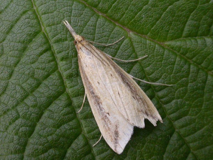 63.121 BF1329 - Crambidae - Schoenobiidae - Donacaula forficella