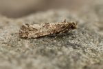 Morophaga choragella, Large Clothes Moth