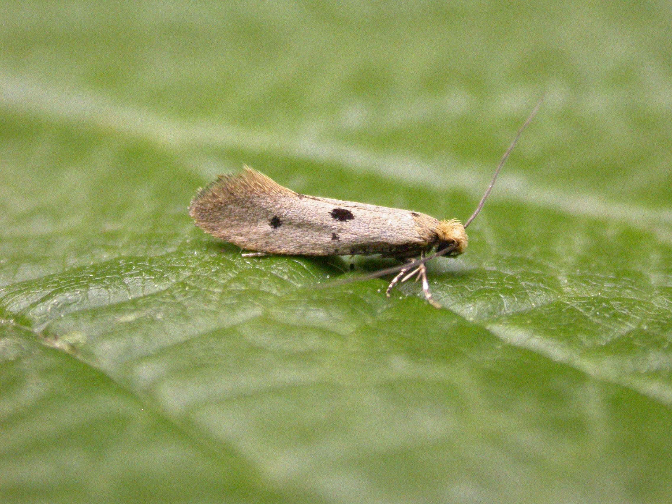 12.033 BF247 - Tineidae - Tineinae - Tinea trinotella
