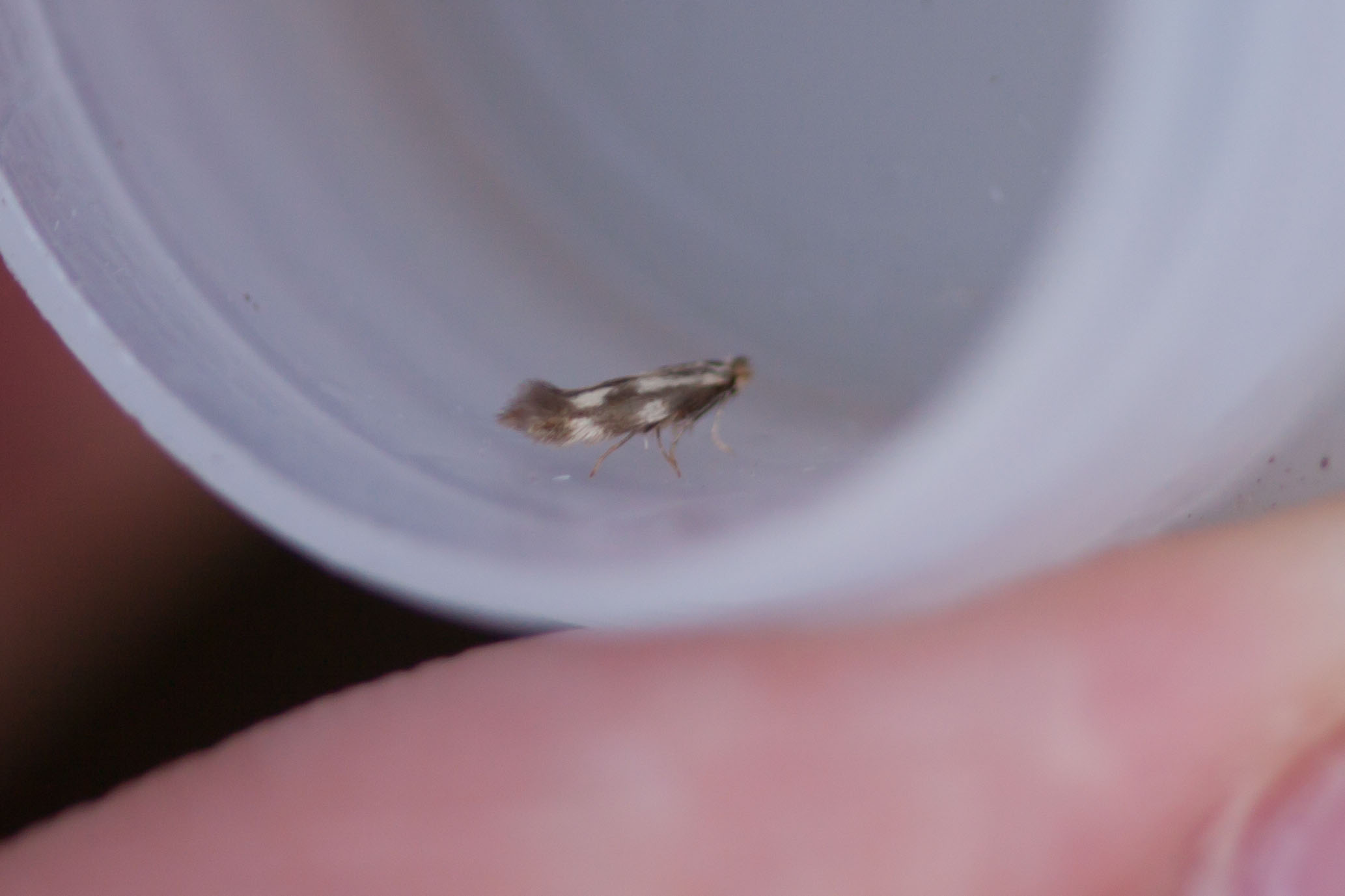 14.002 BF266 - Bucculatricidae - Bucculatrix nigricomella