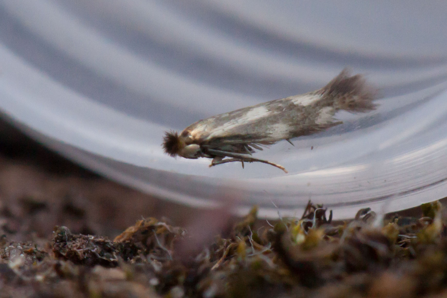 14.002 BF266 - Bucculatricidae - Bucculatrix nigricomella